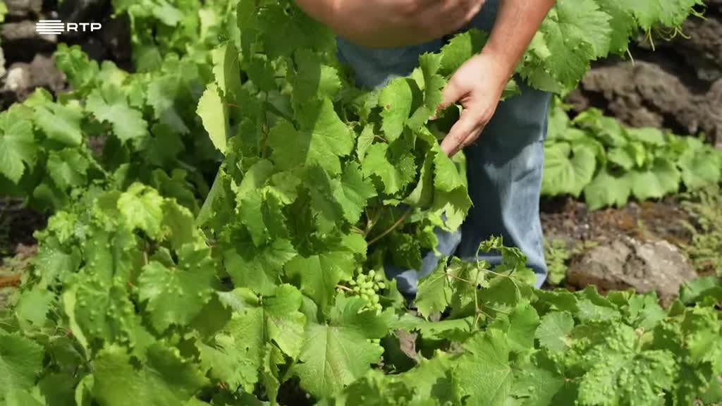 Imagem de Entre o Mar e a Terra - As Vinhas Heróicas do Atlântico