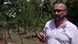 Imagem de Frutas Que Se Bebem e se Comem Numa Ilha Com Mem�rias de Celeiro