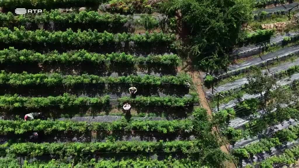 Imagem de Entre o Mar e a Terra - Uma Ilha Inteira Dentro de um Palácio
