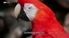 Imagem de Voar para Casa: A Arara-Vermelha