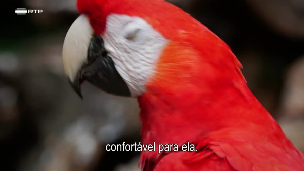 Imagem de Voar para Casa: A Arara-Vermelha