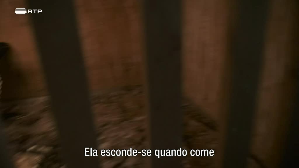 Imagem de O Legado do Falcoeiro