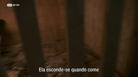 Imagem de O Legado do Falcoeiro