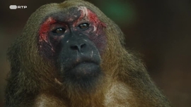 Imagem de Kui Buro - O Para�so Escondido da Tail�ndia