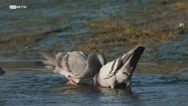 Imagem de Amor Selvagem