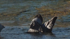 Imagem de Amor Selvagem