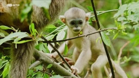 Imagem de Memrias de um Rinopiteco-Dourado