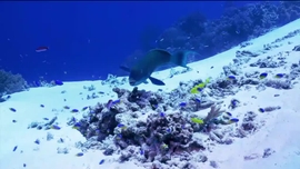 Imagem de As Sibilas do Passo