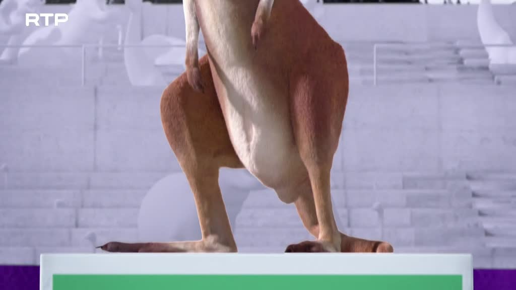 Imagem de Athleticus