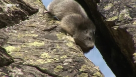 Imagem de O Cl das Marmotas