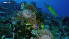 Imagem de A Irmandade do Anel