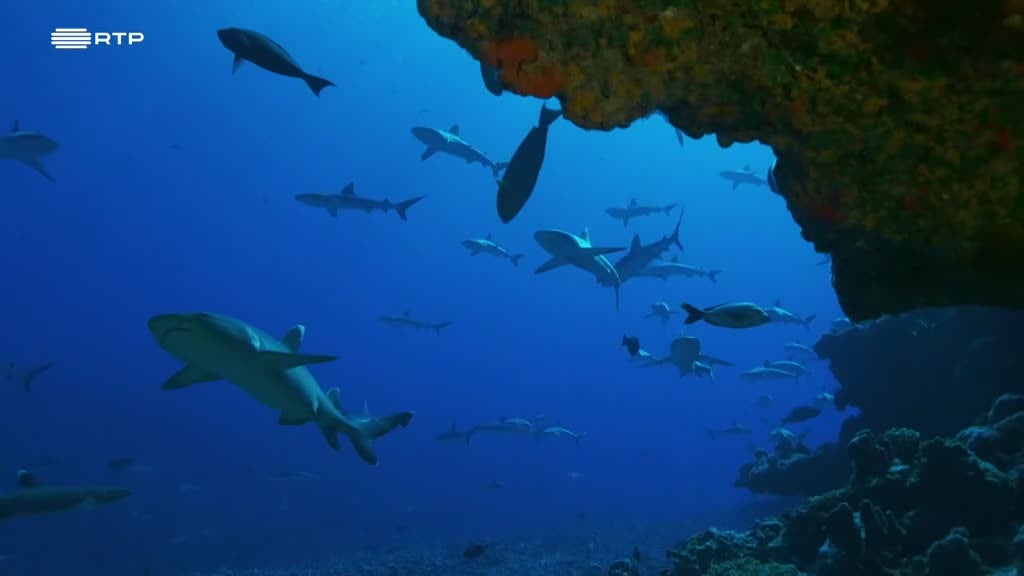 Imagem de O Arquipélago Selvagem das Tuamotus - Do Crepúsculo à Alvorada