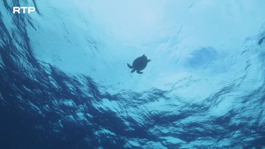 Imagem de O Arquipélago Selvagem das Tuamotus - Um Oásis no Meio do Oceano