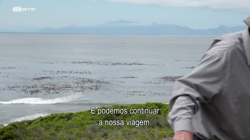 Imagem de Siyaya, Vem Aventurar-te Connosco! - Cabo da Boa Esperança (III) - Convidados Inesperados