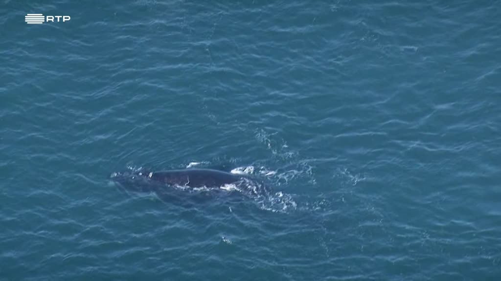 Imagem de Siyaya, Vem Aventurar-te Connosco! - Cabo da Boa Esperança (VI) - A Vida no Limite