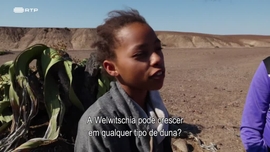 Imagem de O Deserto do Namibe (I) - Em Busca dos Sete Pequenos