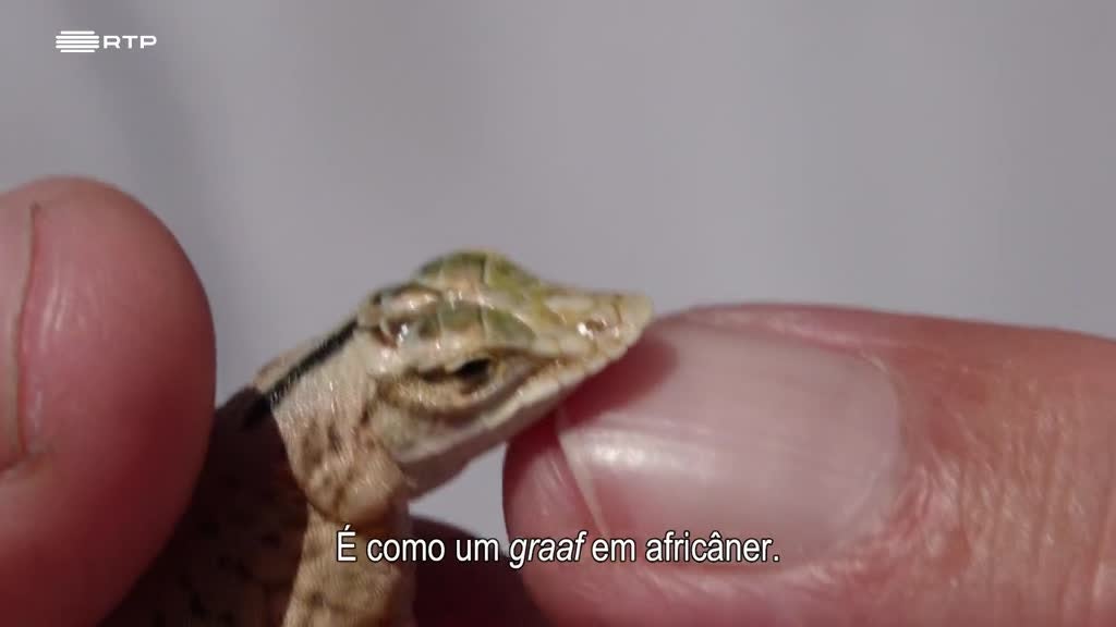 Imagem de Siyaya, Vem Aventurar-te Connosco! - O Deserto do Namibe (II) - Em Busca dos Sete Pequenos