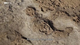 Imagem de O Deserto do Namibe (III) - Sobrevivendo � Costa dos Esqueletos