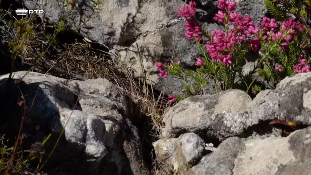 Imagem de Siyaya, Vem Aventurar-te Connosco! - As Montanhas Hottentots Holland
