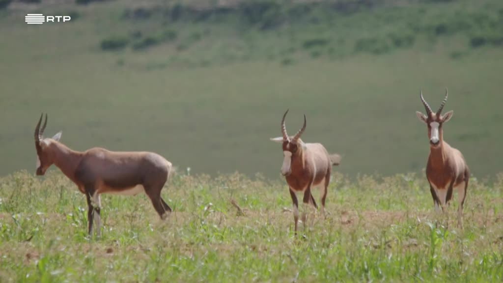 Imagem de Siyaya, Vem Aventurar-te Connosco! - O Estado Livre Oriental - (V) - Aprender a Trabalhar Com a Terra