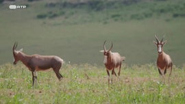 Imagem de O Estado Livre Oriental - (V) - Aprender a Trabalhar Com a Terra