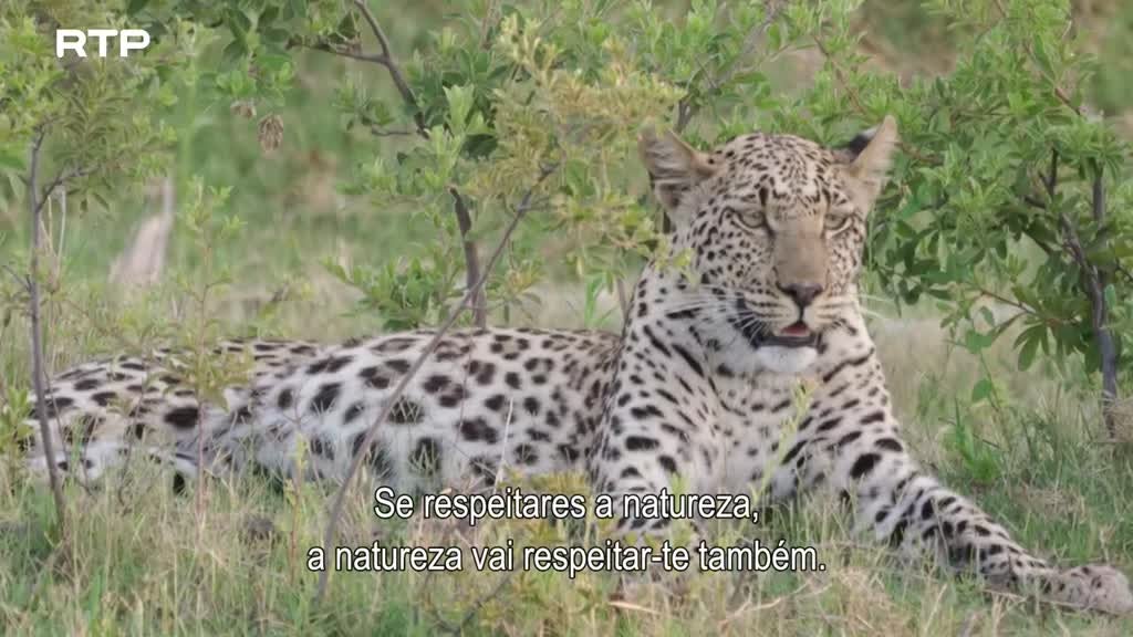 Imagem de Siyaya, Vem Aventurar-te Connosco! - O Delta do Okavango - (I) - Em Busca do Paraíso