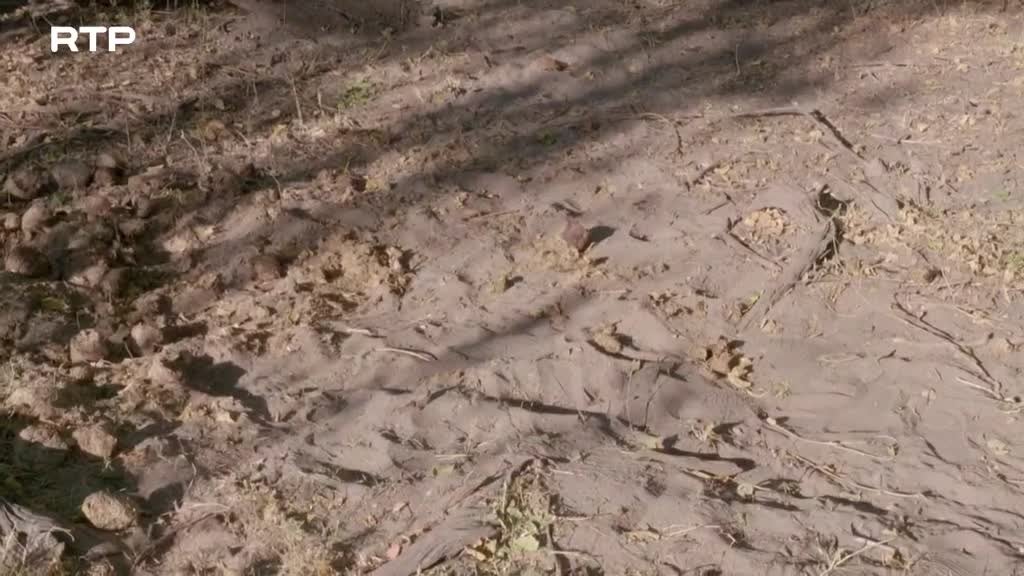 Imagem de Siyaya, Vem Aventurar-te Connosco! - O Delta do Okavango - (IV) - A Vida na Água