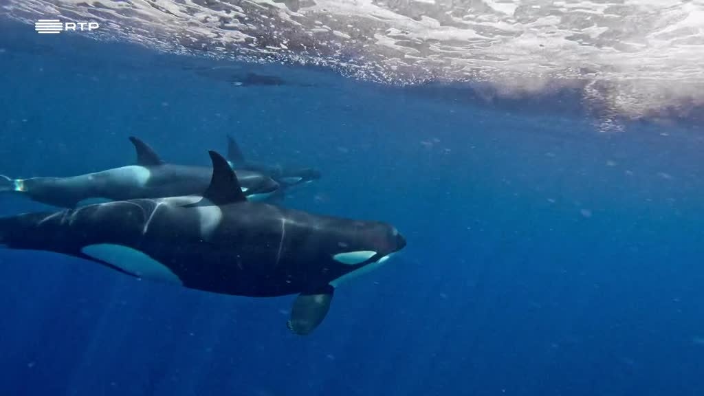 Imagem de Culturas dos Animais - Transmitir para se Adaptar