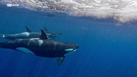 Imagem de Transmitir para se Adaptar