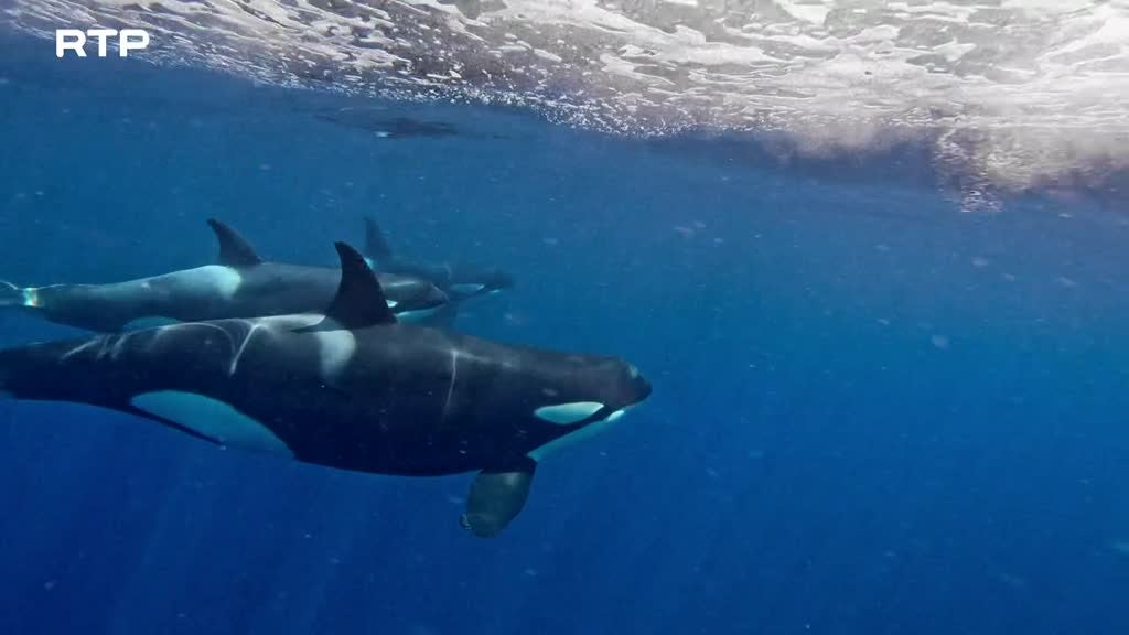 Imagem de Culturas dos Animais - Transmitir para se Adaptar