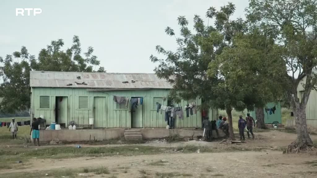 Imagem de A Maldição do Açúcar