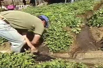 Imagem do Programa / Episiódio - Com os Pés na Terra
