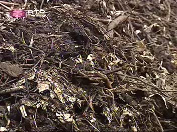 Imagem do Programa / Episiódio - Com os Pés na Terra