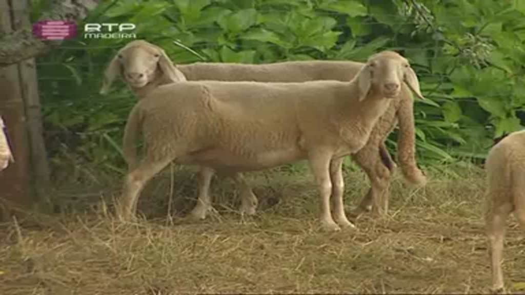Imagem do Programa / Episiódio - Com os Pés na Terra