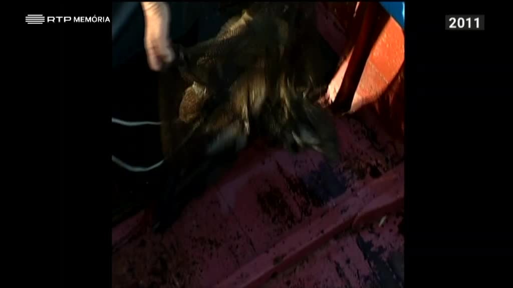 Imagem de Alves Redol - Memórias e Testemunhos