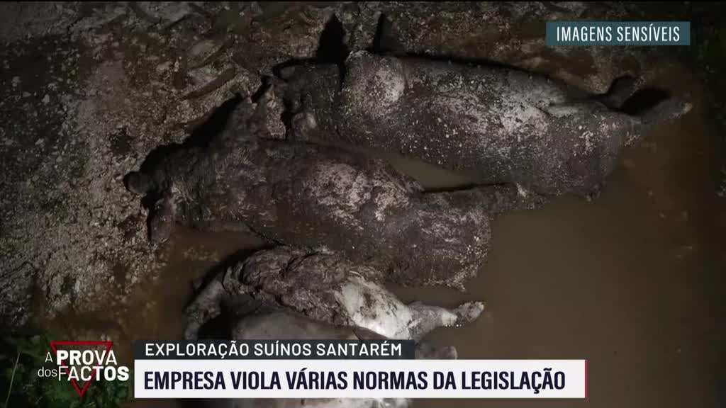 Imagem de A Prova dos Factos
