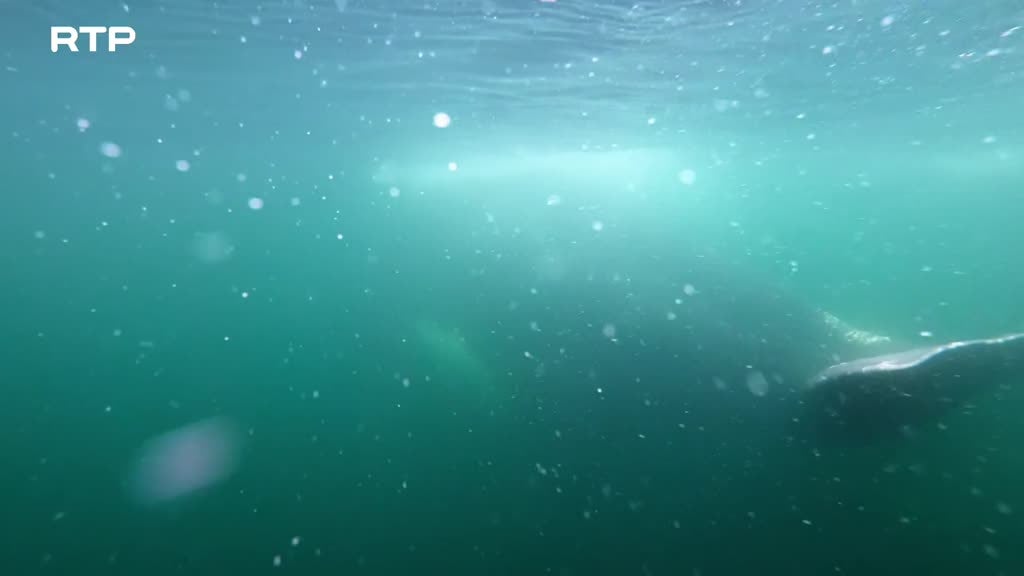 Imagem de O Conhecimento Secreto dos Animais