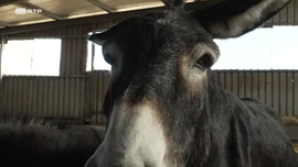 Imagem de Vozes de Burro Chegam ao Cora��o