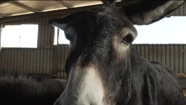 Imagem de Vozes de Burro Chegam ao Cora��o