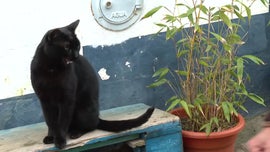 Imagem de O Mundo na Aldeia