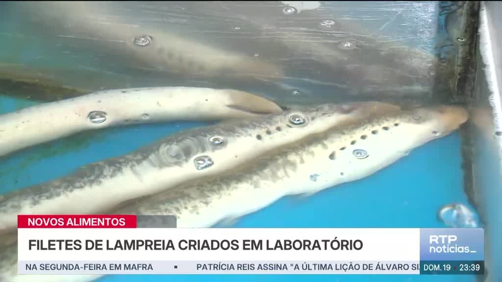 Imagem de Notícias Noite 2ª Edição