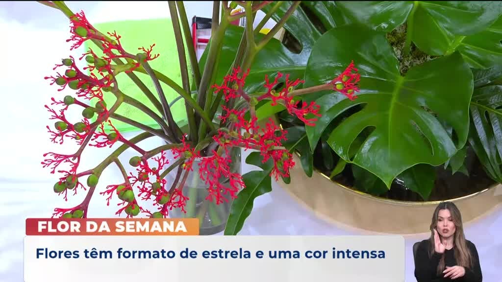 Imagem de Praça da Alegria