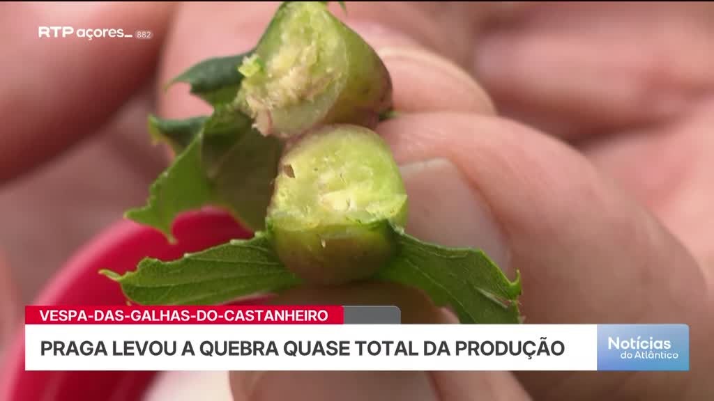 Imagem de Noticias do Atlântico Açores - Apresentação | Dulce Vieira