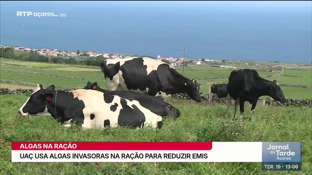 Imagem de Jornal da Tarde Açores - Apresentação | Marta Silva
