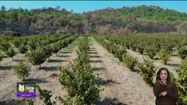 Imagem de Fa�a Chuva Fa�a Sol