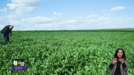 Imagem de Fa�a Chuva Fa�a Sol