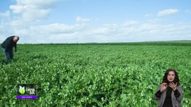 Imagem de Fa�a Chuva Fa�a Sol