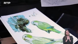 Imagem de � Descoberta das Aves