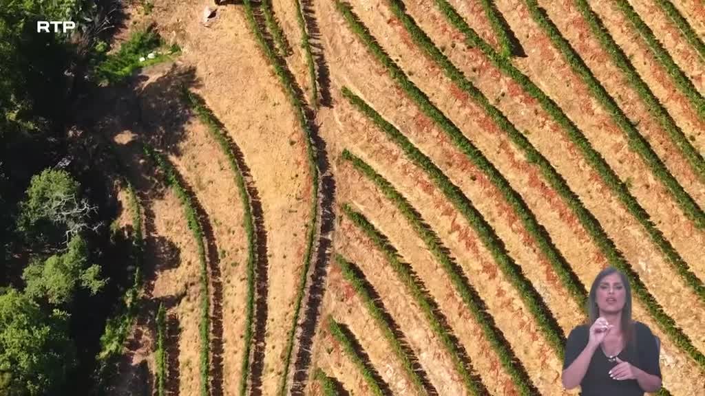 Imagem de Biosfera - Vinhas Sustentáveis