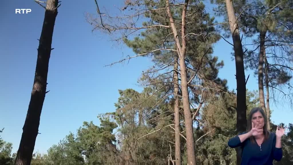 Imagem de Biosfera - Recuperar o Pinhal de Leiria